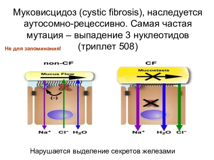 Муковисцидоз (cystic fibrosis), наследуется аутосомно-рецессивно. Самая частая мутация – выпадение