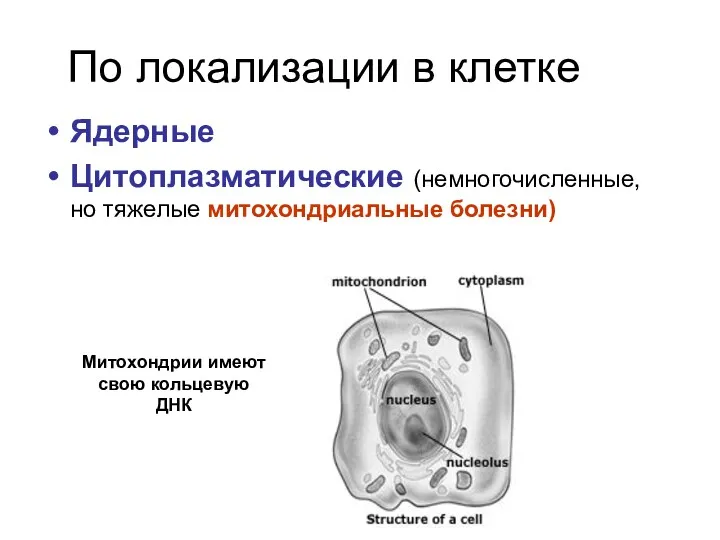 По локализации в клетке Ядерные Цитоплазматические (немногочисленные, но тяжелые митохондриальные болезни) Митохондрии имеют свою кольцевую ДНК