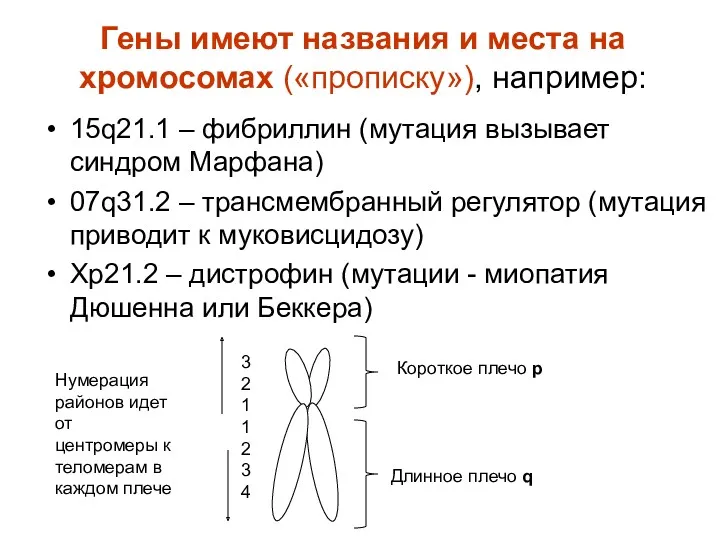 Гены имеют названия и места на хромосомах («прописку»), например: 15q21.1