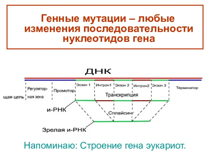 Напоминаю: Строение гена эукариот. Генные мутации – любые изменения последовательности нуклеотидов гена