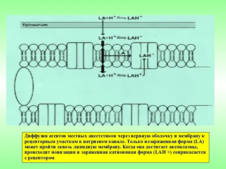 Диффузия агентов местных анестетиков через нервную оболочку и мембрану к