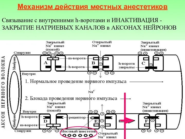 Механизм действия местных анестетиков Связывание с внутренними h-воротами и ИНАКТИВАЦИЯ