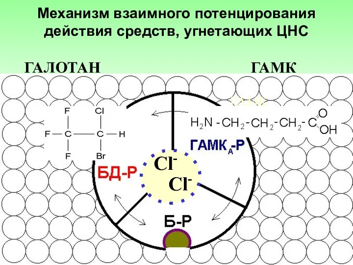 ГАМК Сl- ГАЛОТАН ГАМК Механизм взаимного потенцирования действия средств, угнетающих ЦНС Сl-
