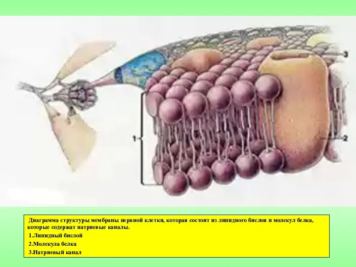 Диаграмма структуры мембраны нервной клетки, которая состоит из липидного бислоя