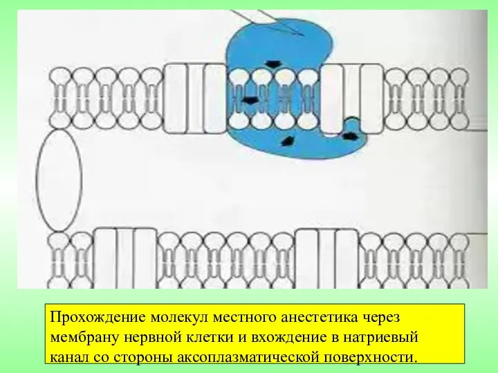 Прохождение молекул местного анестетика через мембрану нервной клетки и вхождение