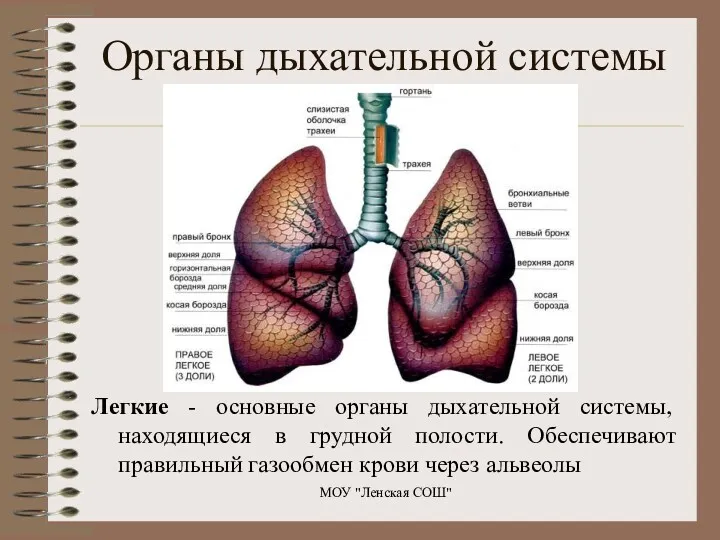 Легкие - основные органы дыхательной системы, находящиеся в грудной полости.