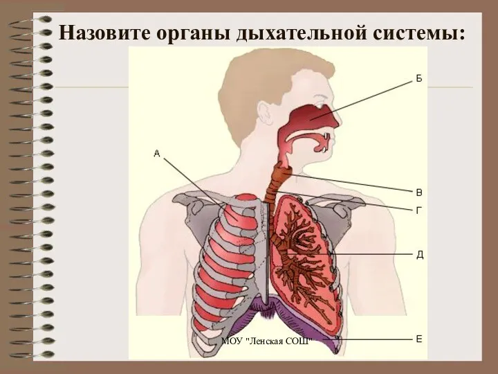 Назовите органы дыхательной системы: МОУ "Ленская СОШ"