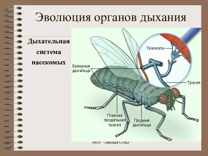 Эволюция органов дыхания Дыхательная система насекомых МОУ "Ленская СОШ"