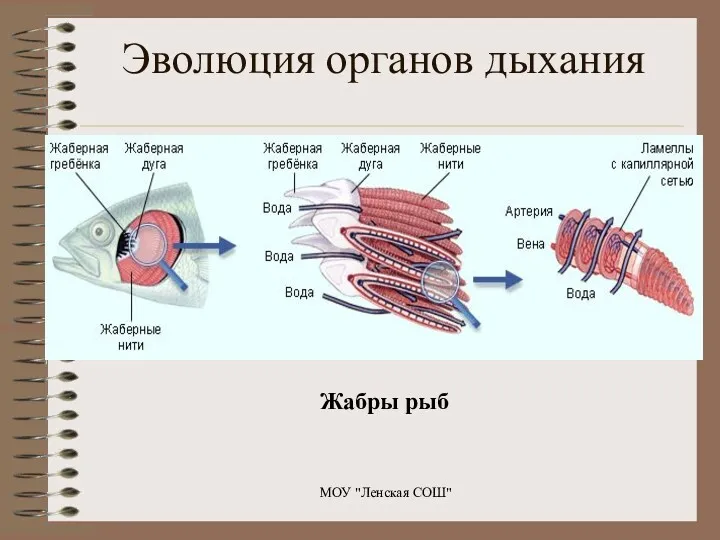 Жабры рыб МОУ "Ленская СОШ" Эволюция органов дыхания