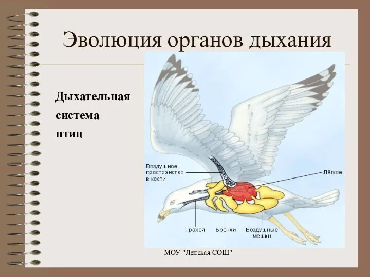 Дыхательная система птиц МОУ "Ленская СОШ" Эволюция органов дыхания