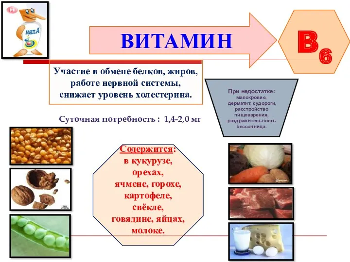 ВИТАМИН B6 Участие в обмене белков, жиров, работе нервной системы,