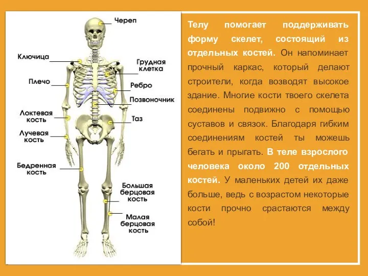 Телу помогает поддерживать форму скелет, состоящий из отдельных костей. Он