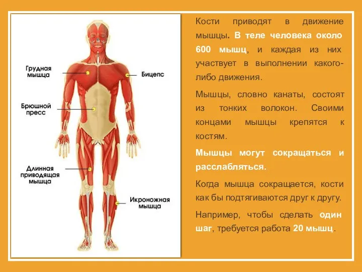 Кости приводят в движение мышцы. В теле человека около 600