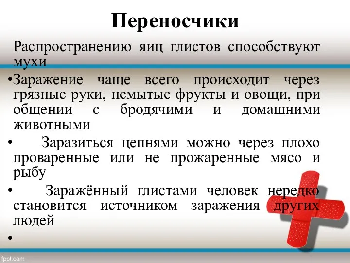 Переносчики Распространению яиц глистов способствуют мухи Заражение чаще всего происходит