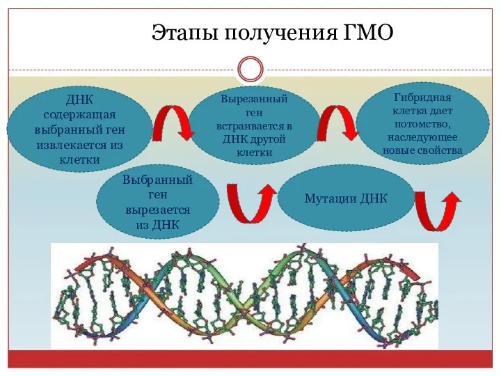 Этапы получения ГМО ДНК содержащая выбранный ген извлекается из клетки
