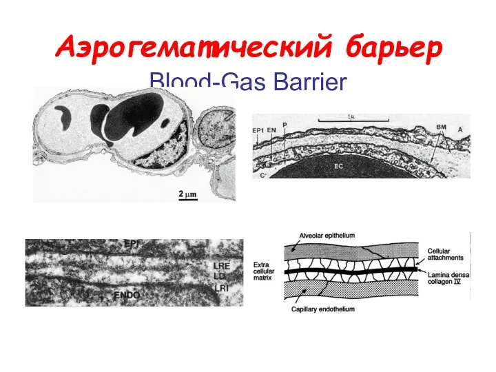 Аэрогематический барьер Blood-Gas Barrier