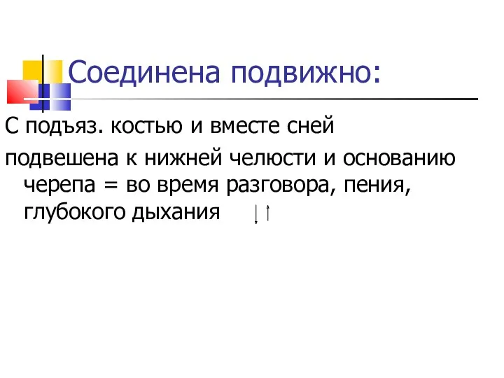 Соединена подвижно: С подъяз. костью и вместе сней подвешена к