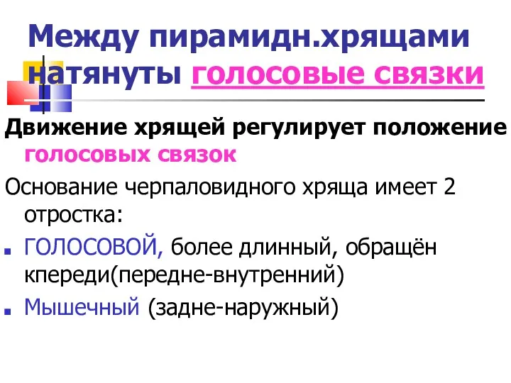 Между пирамидн.хрящами натянуты голосовые связки Движение хрящей регулирует положение голосовых