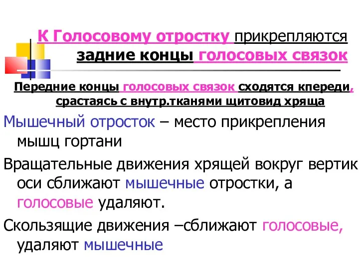 К Голосовому отростку прикрепляются задние концы голосовых связок Передние концы