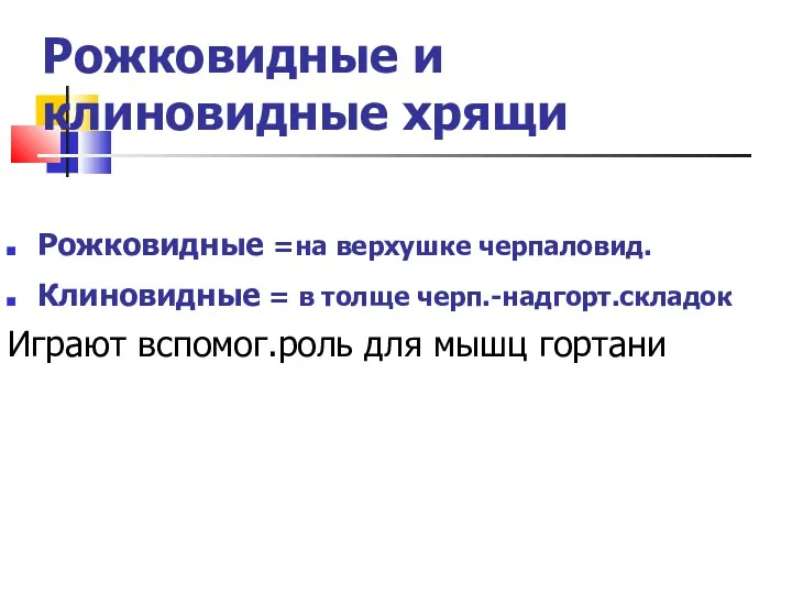 Рожковидные и клиновидные хрящи Рожковидные =на верхушке черпаловид. Клиновидные =