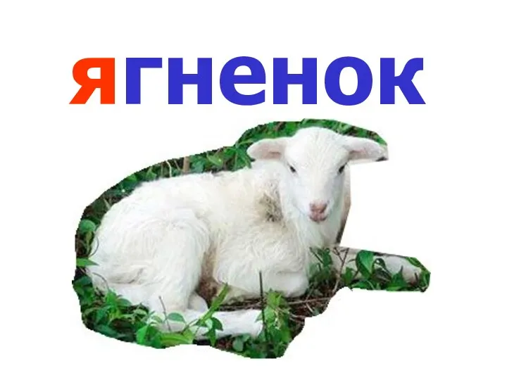 ягненок