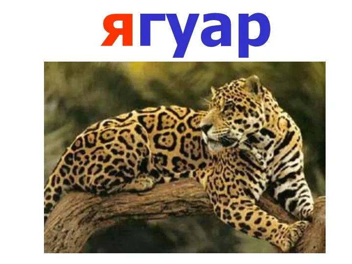 ягуар