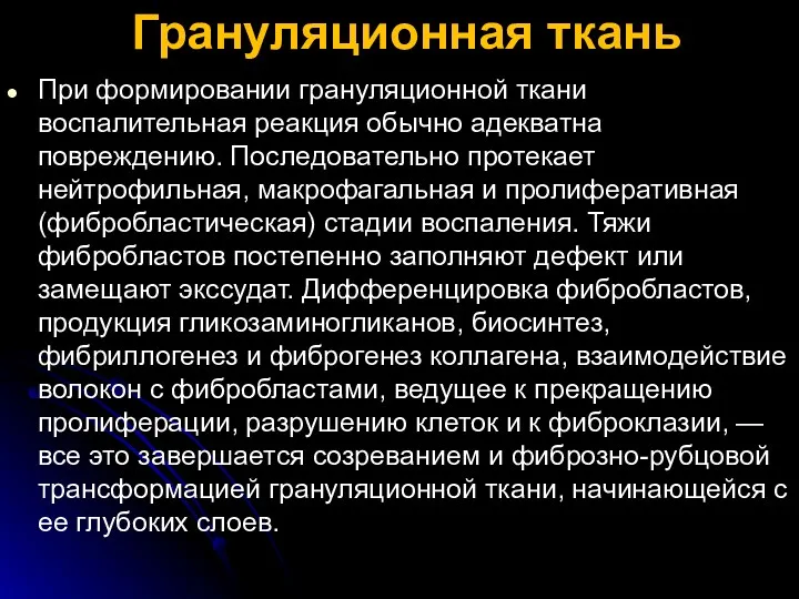 Грануляционная ткань При формировании грануляционной ткани воспалительная реакция обычно адекватна