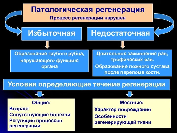 Патологическая регенерация Процесс регенерации нарушен Избыточная Недостаточная Образование грубого рубца,