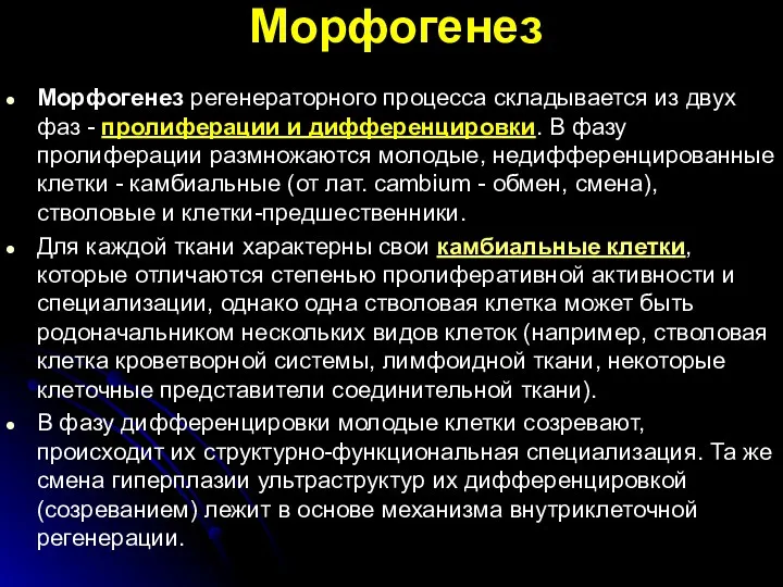 Морфогенез Морфогенез регенераторного процесса складывается из двух фаз - пролиферации