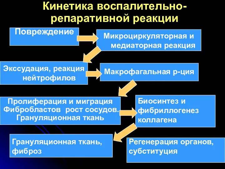 Макрофагальная р-ция Экссудация, реакция нейтрофилов Микроциркуляторная и медиаторная реакция Повреждение