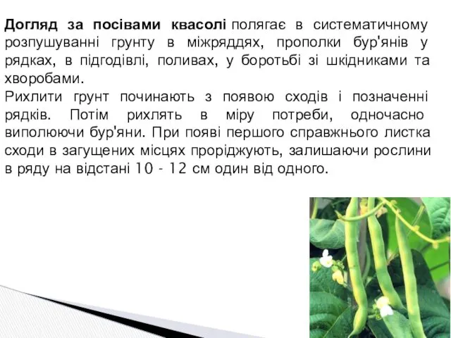 Догляд за посівами квасолі полягає в систематичному розпушуванні грунту в