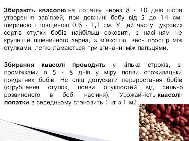 Збирають квасолю на лопатку через 8 - 10 днів після