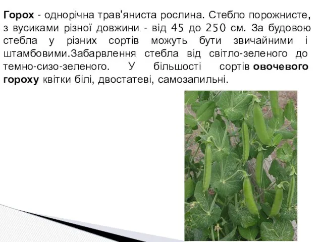 Горох - однорічна трав'яниста рослина. Стебло порожнисте, з вусиками різної