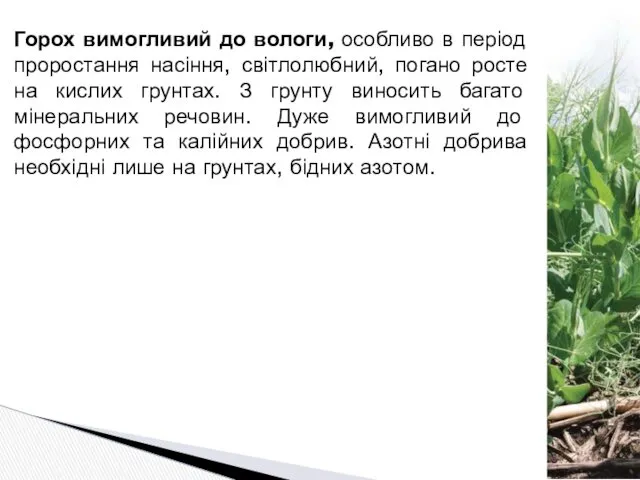 Горох вимогливий до вологи, особливо в період проростання насіння, світлолюбний,