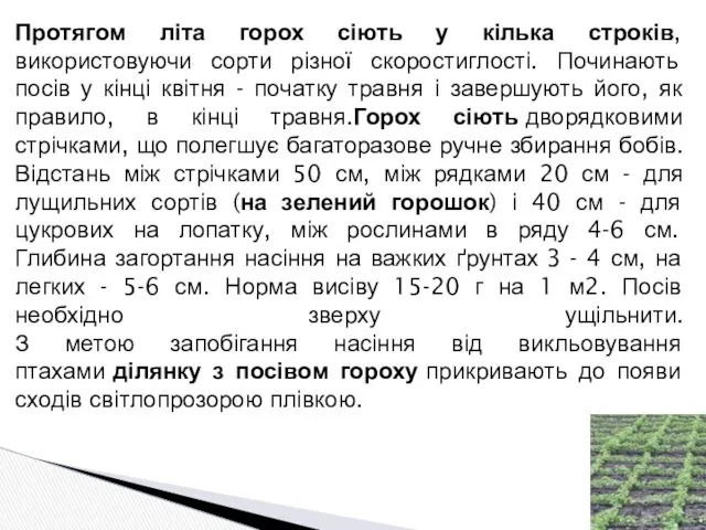 Протягом літа горох сіють у кілька строків, використовуючи сорти різної