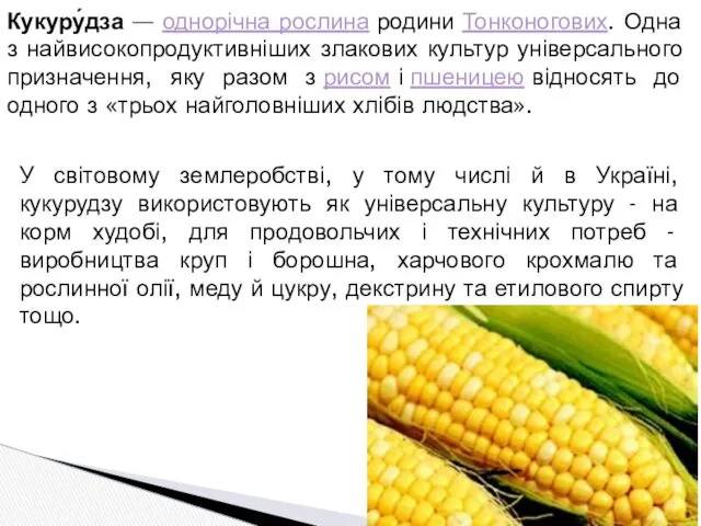 У світовому землеробстві, у тому числі й в Україні, кукурудзу