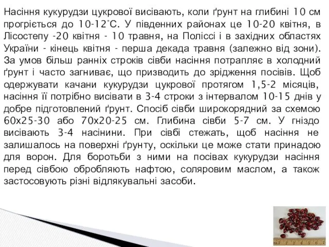 Насіння кукурудзи цукрової висівають, коли ґрунт на глибині 10 см