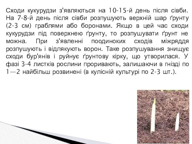 Сходи кукурудзи з'являються на 10-15-й день після сівби. На 7-8-й