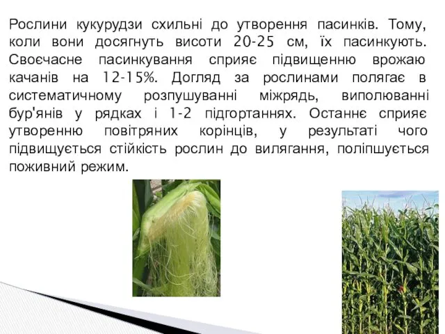 Рослини кукурудзи схильні до утворення пасинків. Тому, коли вони досягнуть