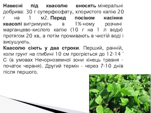 Навесні під квасолю вносять мінеральні добрива: 30 г суперфосфату, хлористого