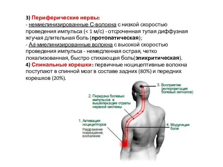 3) Периферические нервы: - немиелинизированные С-волокна с низкой скоростью проведения