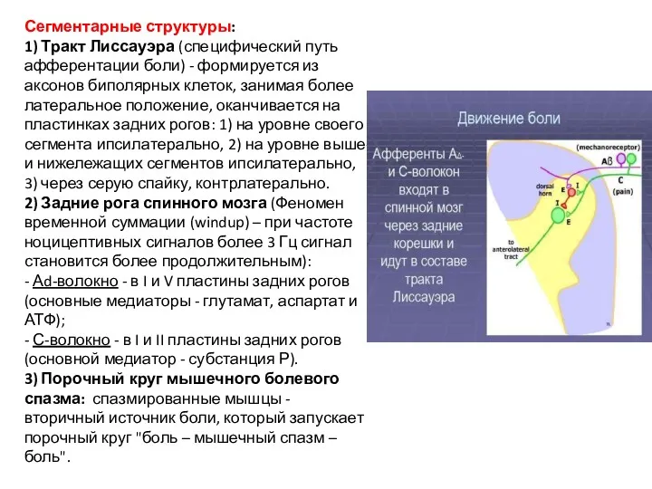 Сегментарные структуры: 1) Тракт Лиссауэра (специфический путь афферентации боли) -