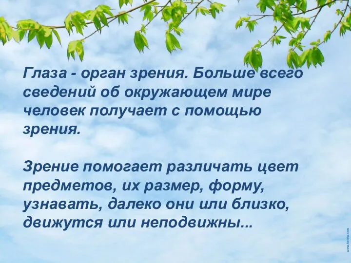 Глаза - орган зрения. Больше всего сведений об окружающем мире