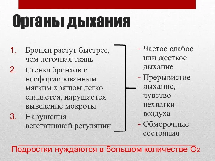 Органы дыхания Бронхи растут быстрее, чем легочная ткань Стенка бронхов