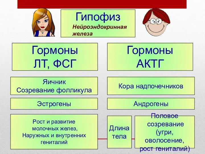 Гипофиз Гормоны ЛТ, ФСГ Гормоны АКТГ Яичник Созревание фолликула Эстрогены