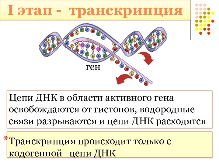 I этап - транскрипция Цепи ДНК в области активного гена