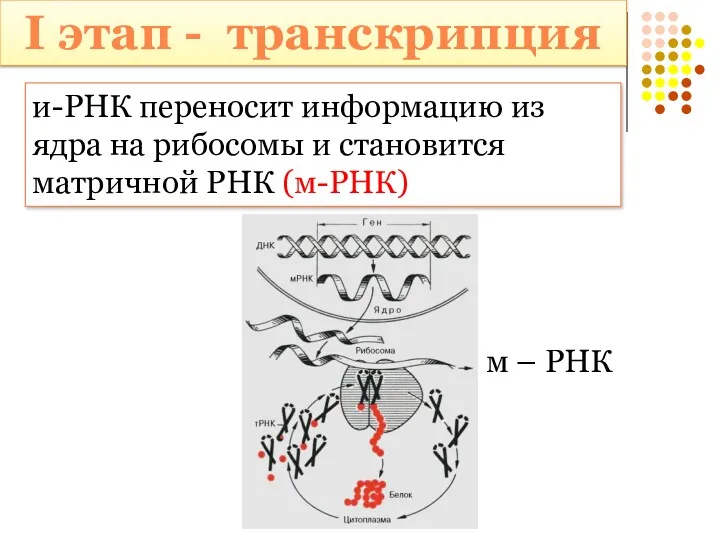 и-РНК переносит информацию из ядра на рибосомы и становится матричной