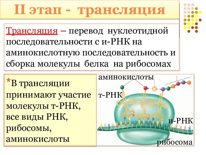 Трансляция – перевод нуклеотидной последовательности с и-РНК на аминокислотную последовательность