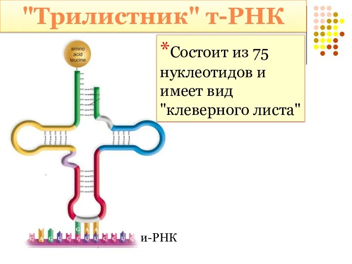 "Трилистник" т-РНК и-РНК *Состоит из 75 нуклеотидов и имеет вид "клеверного листа"