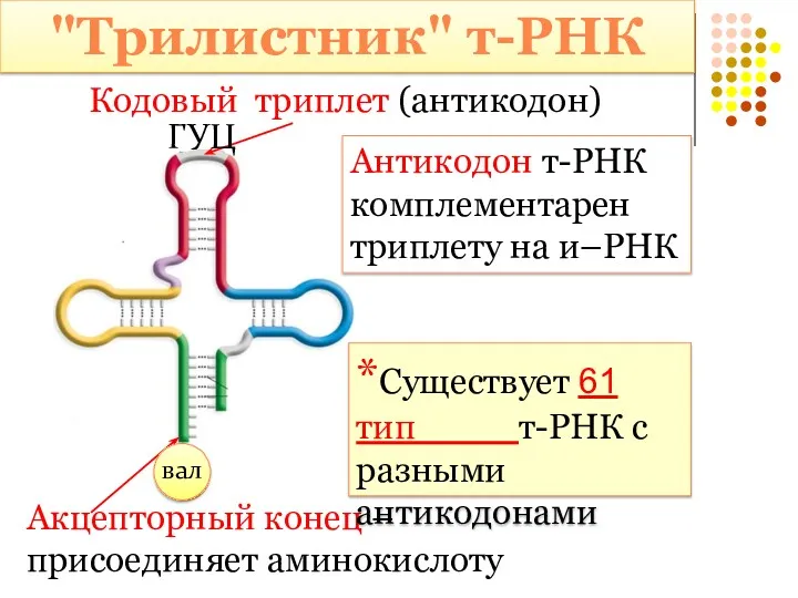 Акцепторный конец – присоединяет аминокислоту Кодовый триплет (антикодон) *Существует 61